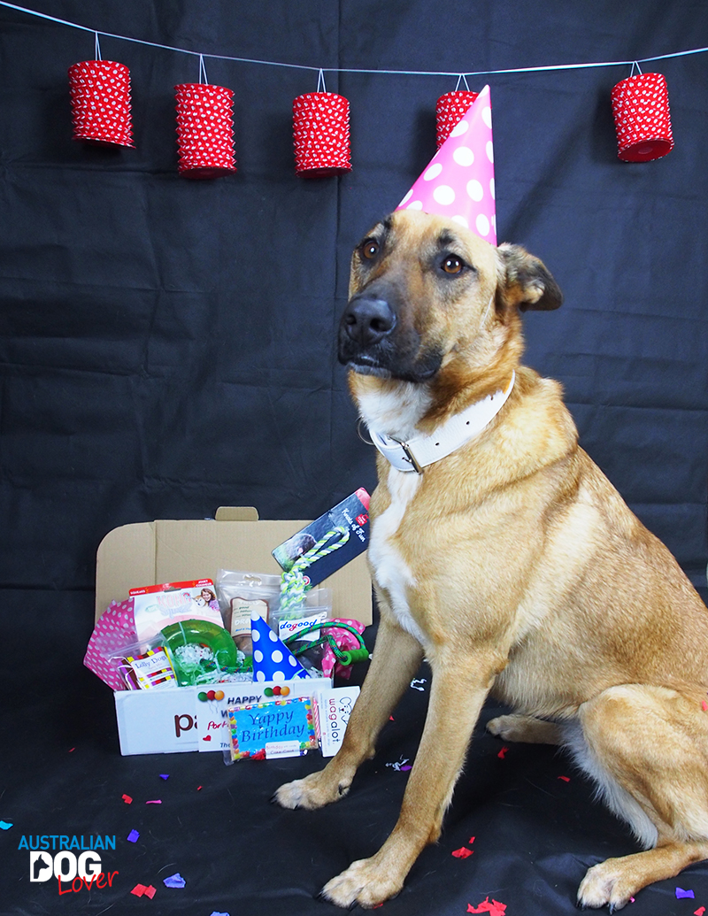 Pawgie Birthday Gift Box for Dogs Australian Dog Lover