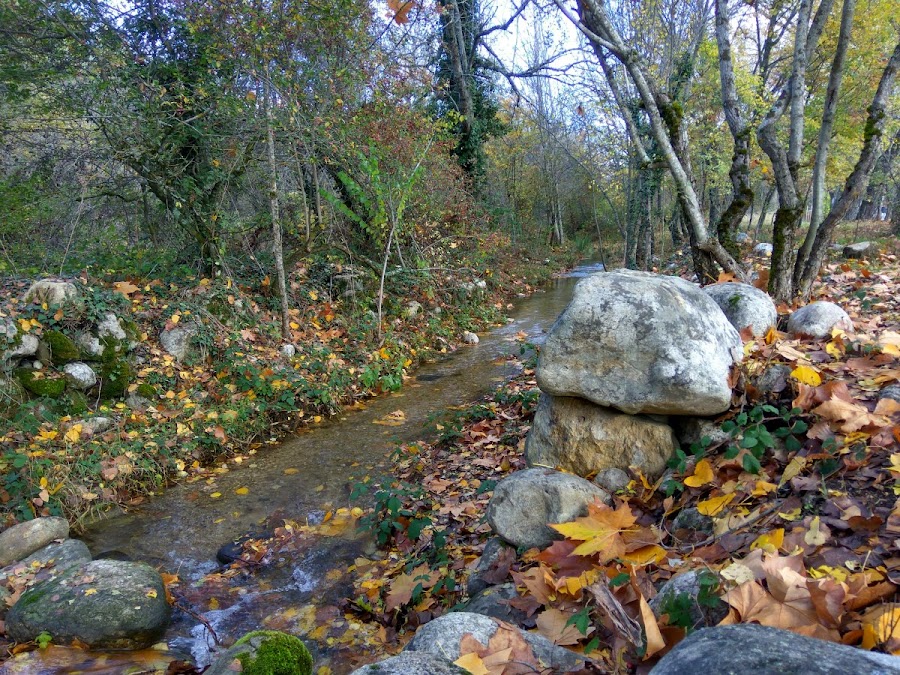 Riachuelo-bosque-finlandés