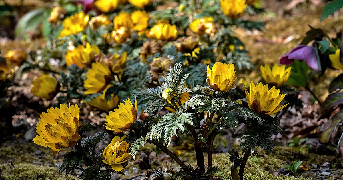 FROM THE GARDEN OF ZEN Fukujyuso (Adonis ramosa) flowers Jyochiji
