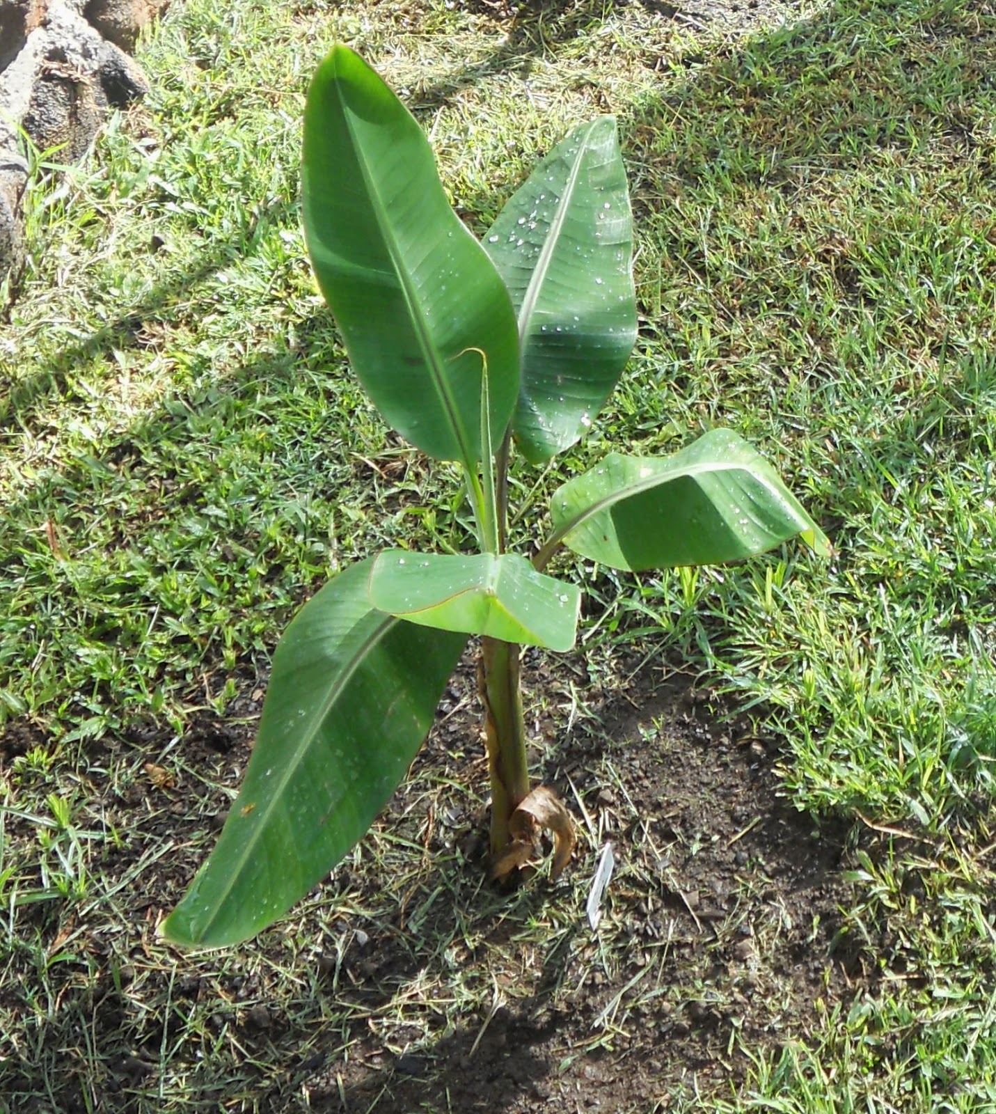 A Kitchen Garden in Kihei Maui Growing Dwarf Red Bananas