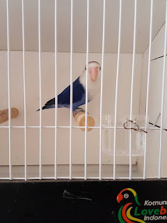 ukuran sangkar beauty contest bc lovebird ukuran sangkar beauty contest bc lovebird