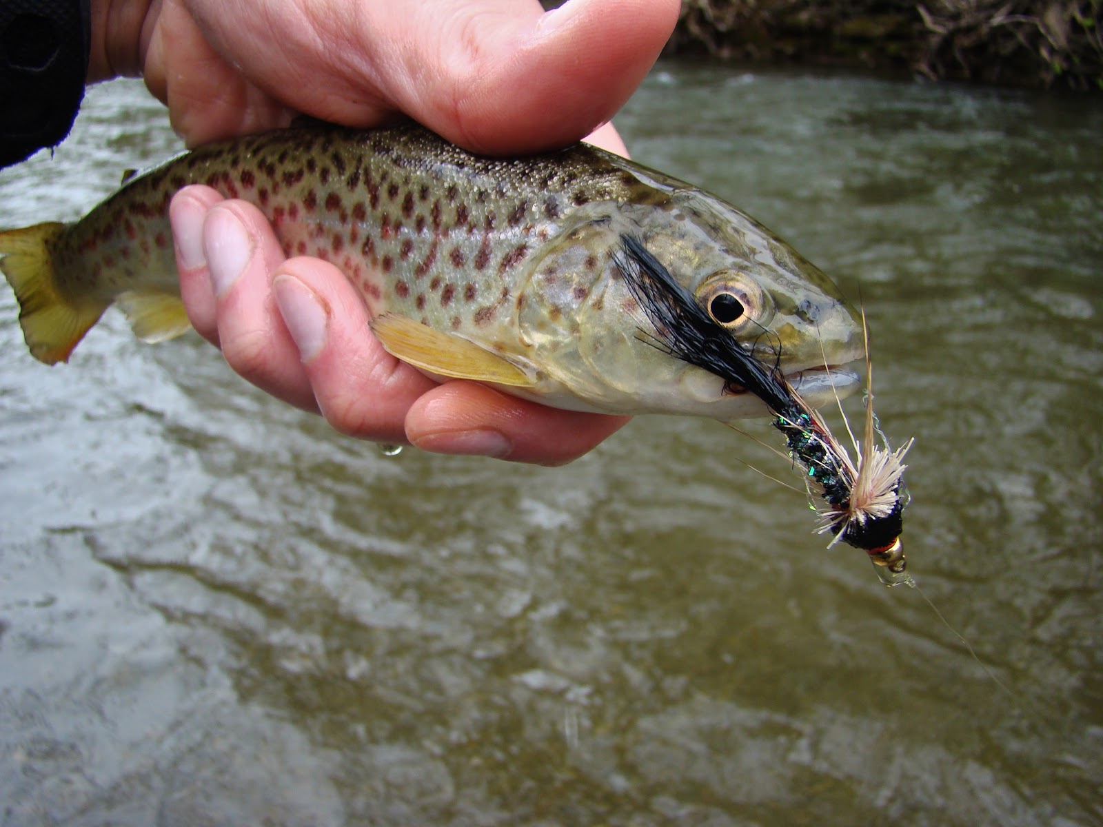 brianonthefly Oriskany creek trout and retirement