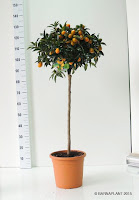 Variedades Citrus fortunella margarita (Kumquat)