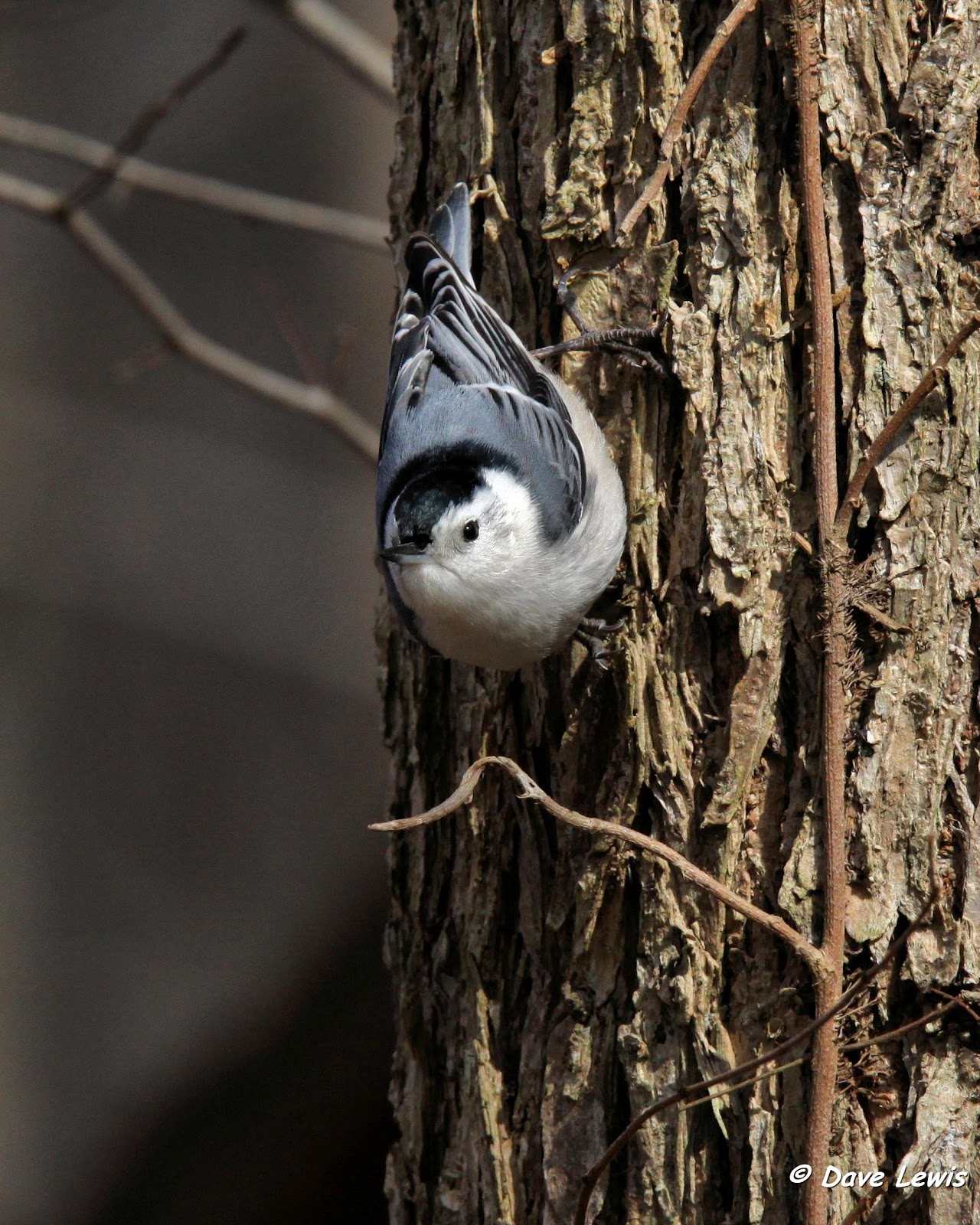 Birds from Behind : Twitch Number 8...in black and white...