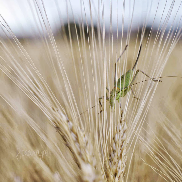 Los colores de la vida Una fiesta en el campo