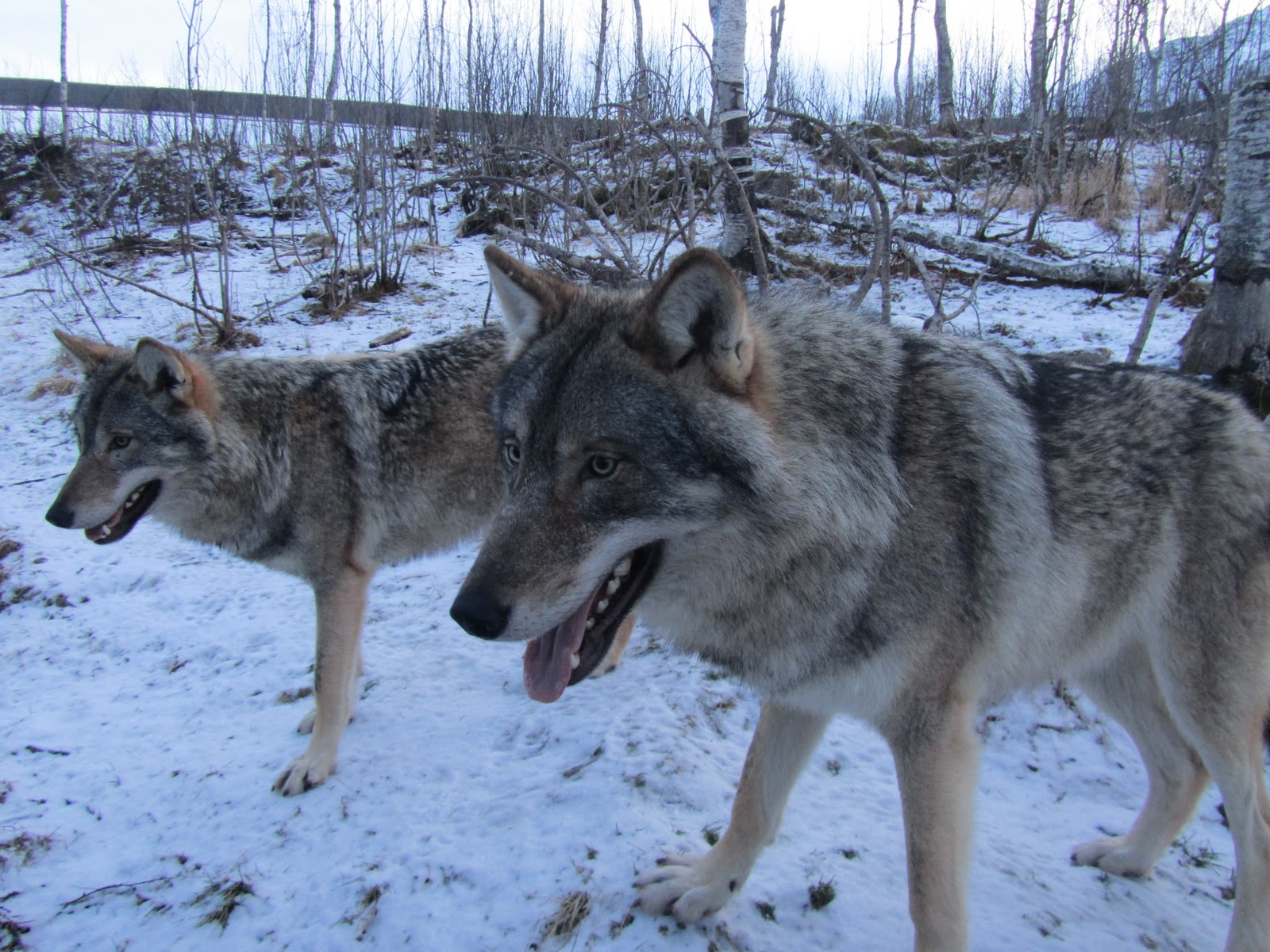 Claartje & Douglas Hugging wolves in the Polar Zoo