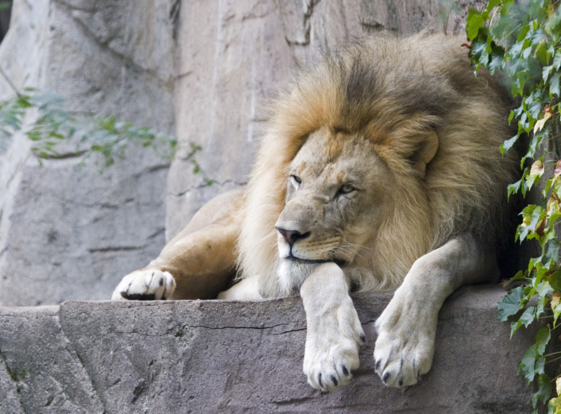 Скучающий лев. Bored Lion. Бесплатные фото. NFT boring Lion.