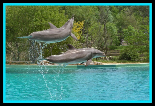 Dolphin, Jump, Two, Water,River Dolphin, Jump, Two, Water,River