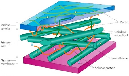 Structure of cell wall
