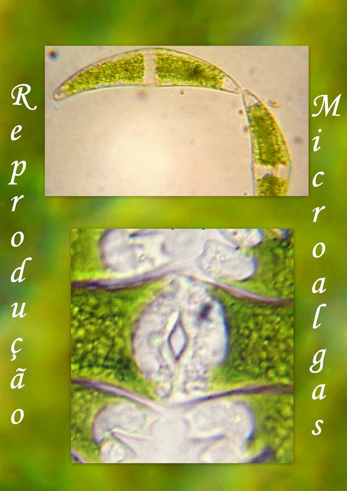 Cultivo de Microalgas em Fotobiorreatores: Reprodução de Microalgas...
