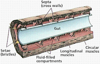 Straining Forward: AP Biology: Nephron