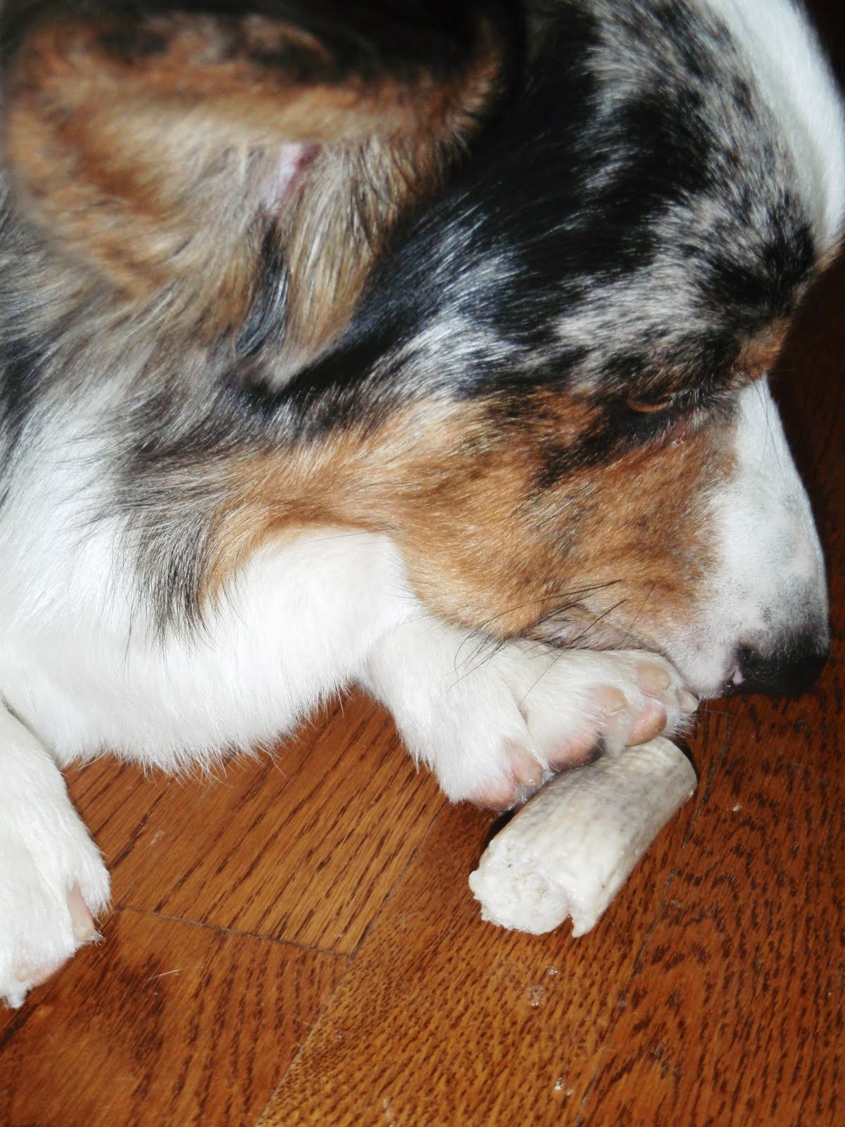 The Chronicles of Cardigan Antlers taste good! Bully sticks smell good!
