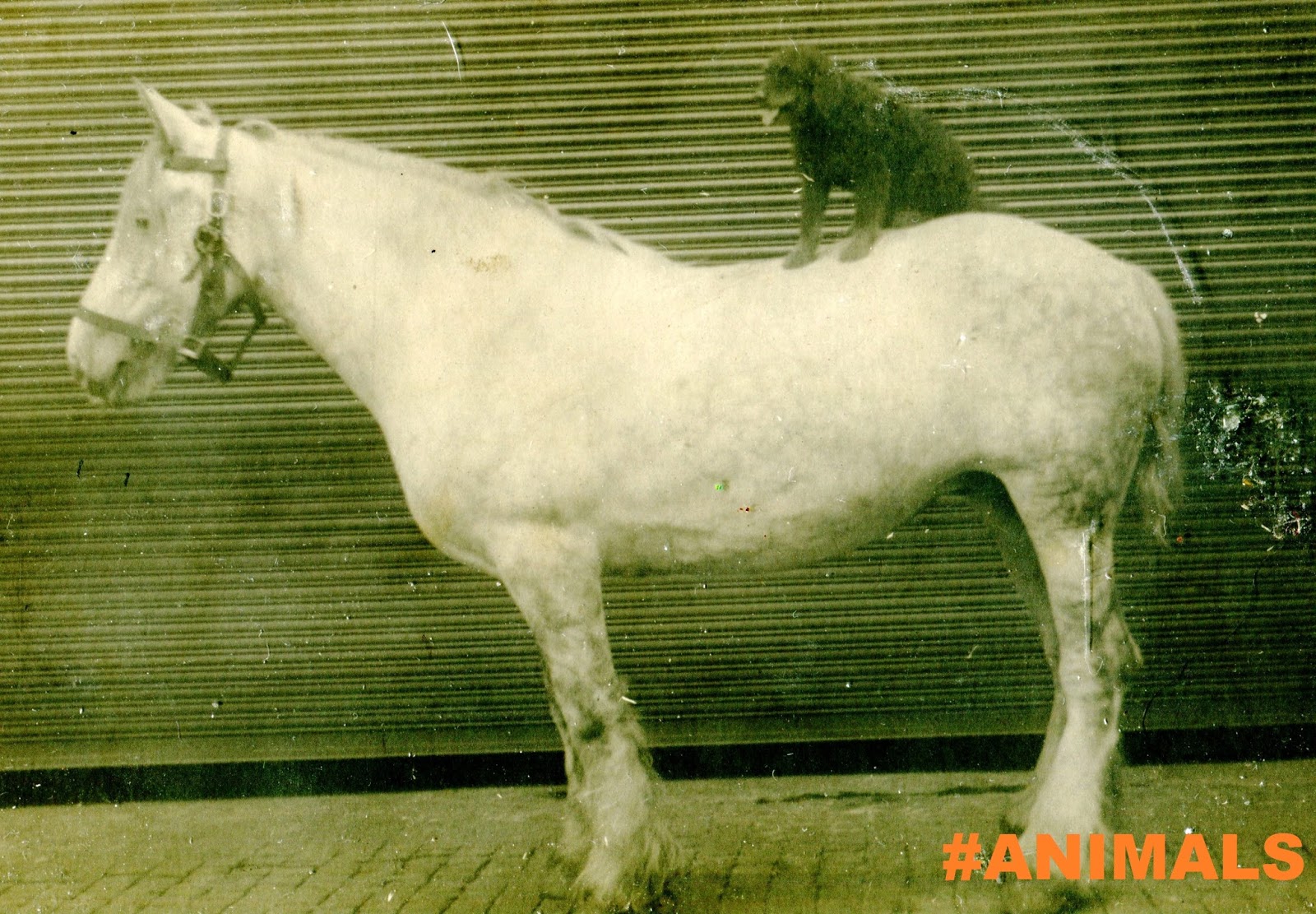 Hashtag Animals Dog on Top