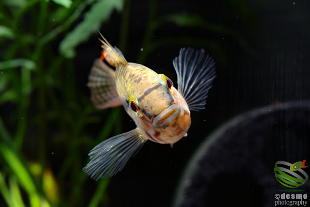 Apistogramma sp. unibrow / sp. D50