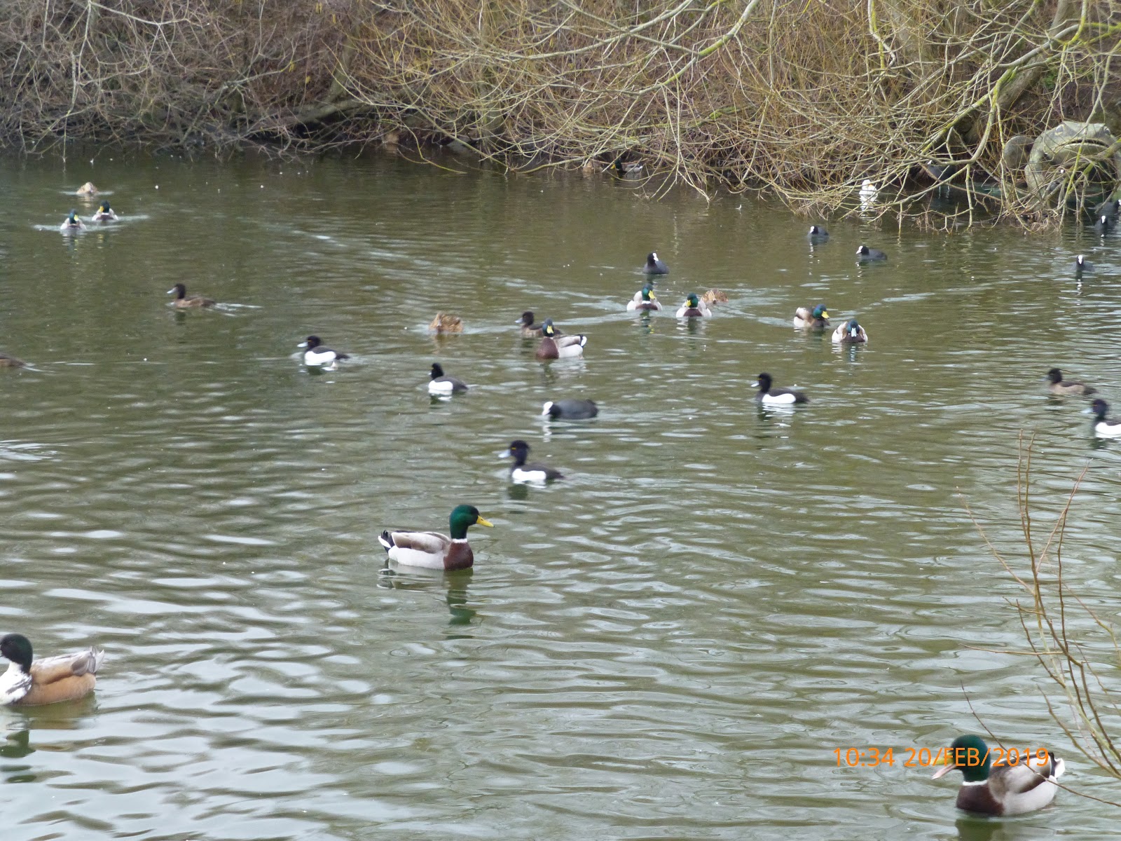 Harris Hikers Rhuddlan to Rhyl via Brickfield Pond N.R. along the Riverside Path 20th February 2019