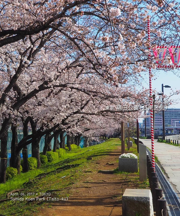 隅田公園の桜（台東区側）