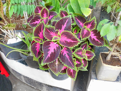 Miana (Coleus amboinicus)