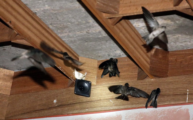 Siklus Hidup Burung Walet Yang Perlu Anda Ketahui Rumah