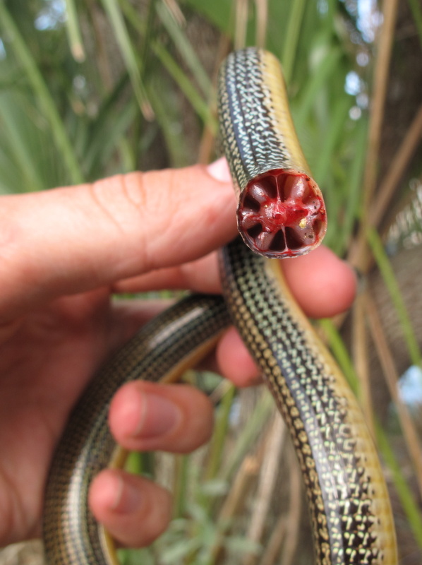 Life is short, but snakes are long: Lizards of glass