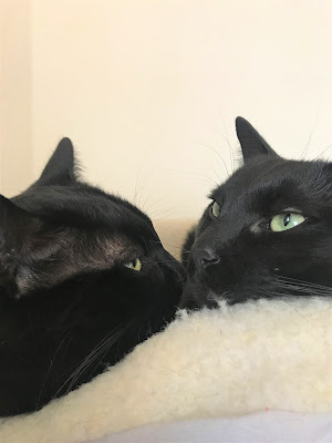 Sometimes they sleep on each other's head; how can they breathe?