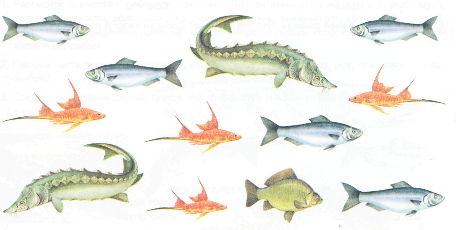 Рыбы примеры 3 класс. Рыбу покажи мне рыбу. Меченосец. Сельдь на прозрачном фоне. Покажи рыбу аплиптерус.