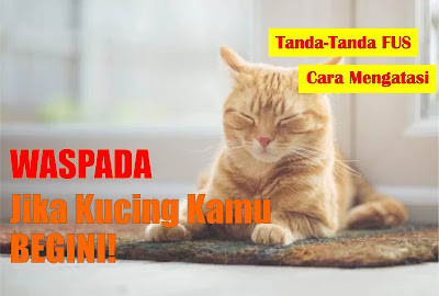 Kucing pipis terus