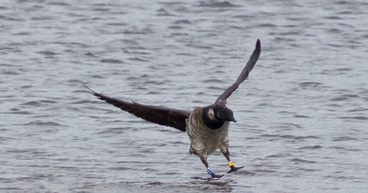 irishbrentgoose Yoyo Bird...