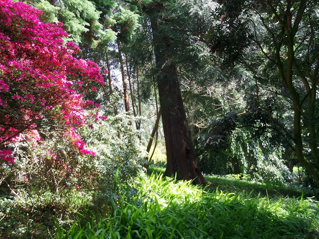 Cornwall, Trebah, English Garden view