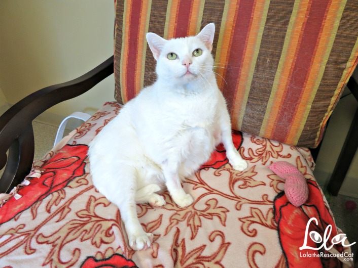 Tabbys Place|Cat Sanctuary