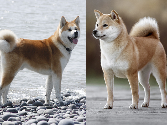 Get Akita Vs Shiba Inu Vs Jindo PNG