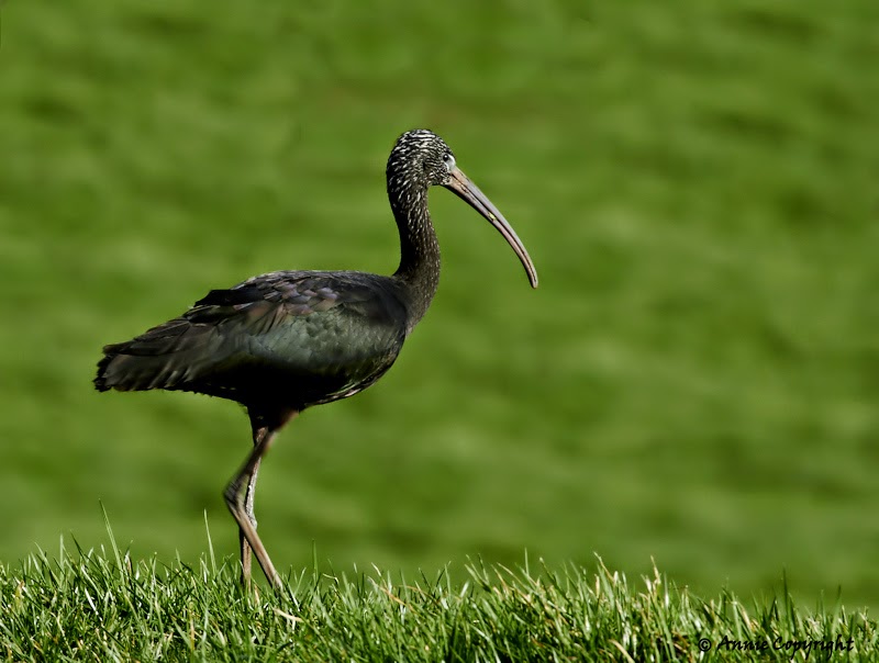 Zwarte Ibis