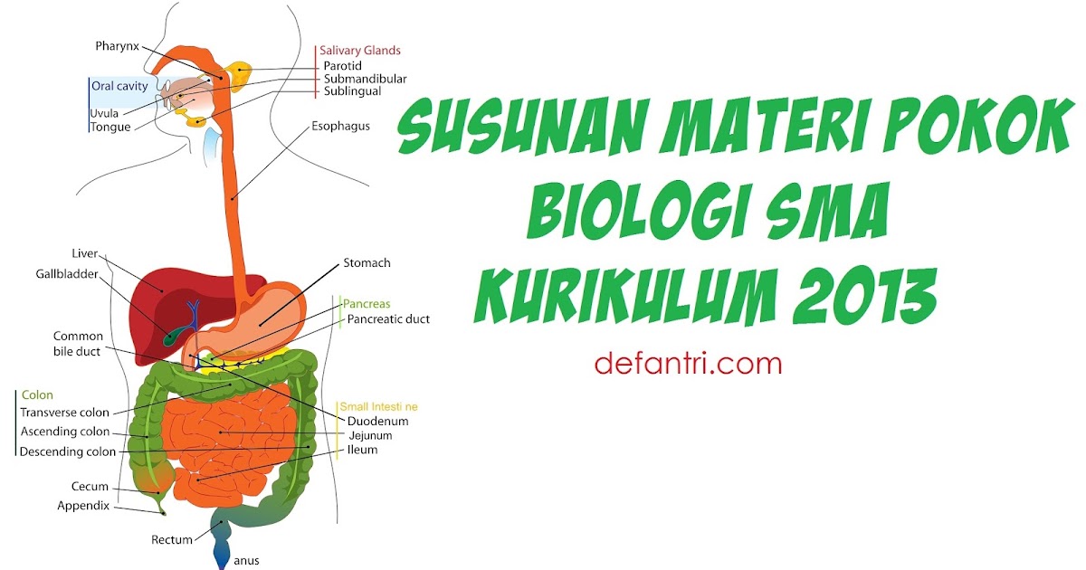 Susunan Materi Pokok Pembelajaran Biologi Sma Kurikulum 2013 Defantri Com