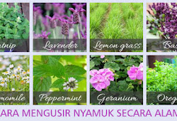 Cara Mengusir Lalat Di Rumah Secara Alami Rumah Kebun