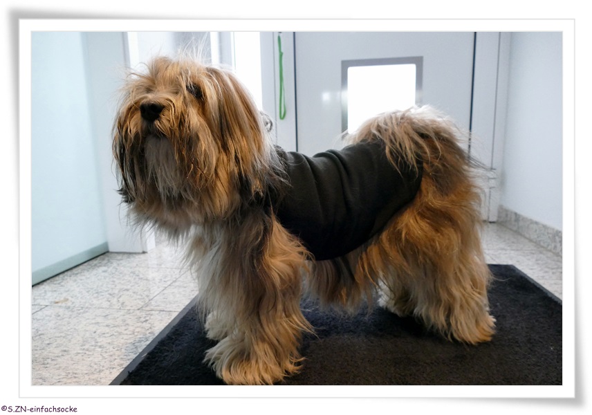 [Hundeblog] Einfach Socke Wieviel Kleidung braucht ein Tibet Terrier?