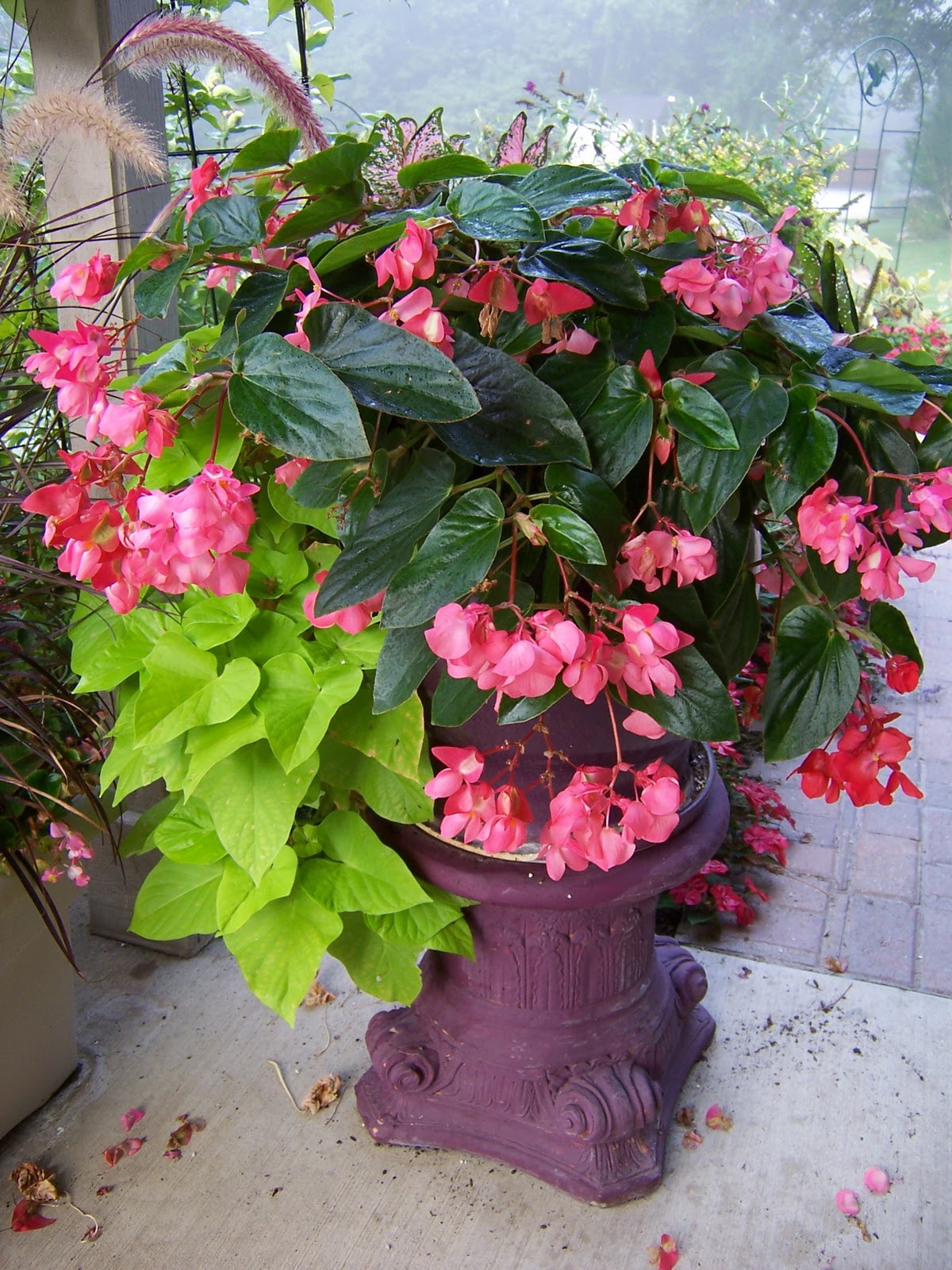This Garden Cooks! : Back to Basics: Design a Great Container This Garden Cooks! : Back to Basics: Design a Great Container on Tree Planting Ideas For Backyard id=83855