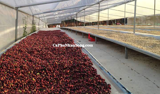 Cà phê nhân sống robusta chế biến ướt