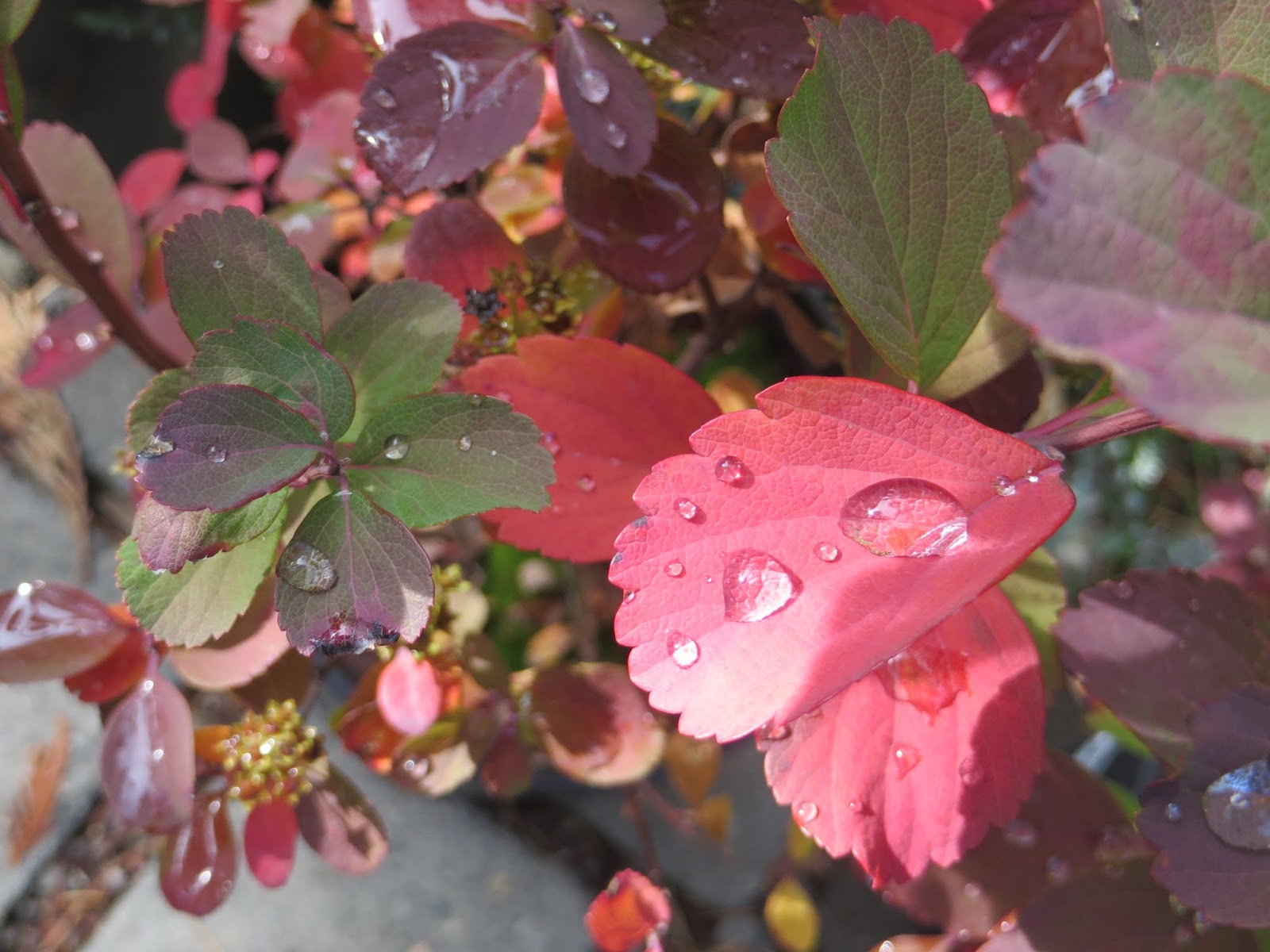 Echoes Of Eden Dayle King Searle Landscape Job Curb Appeal