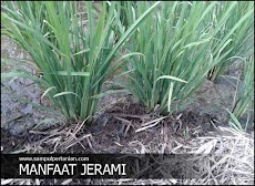 Manfaat jerami untuk pertumbuhan tanaman padi