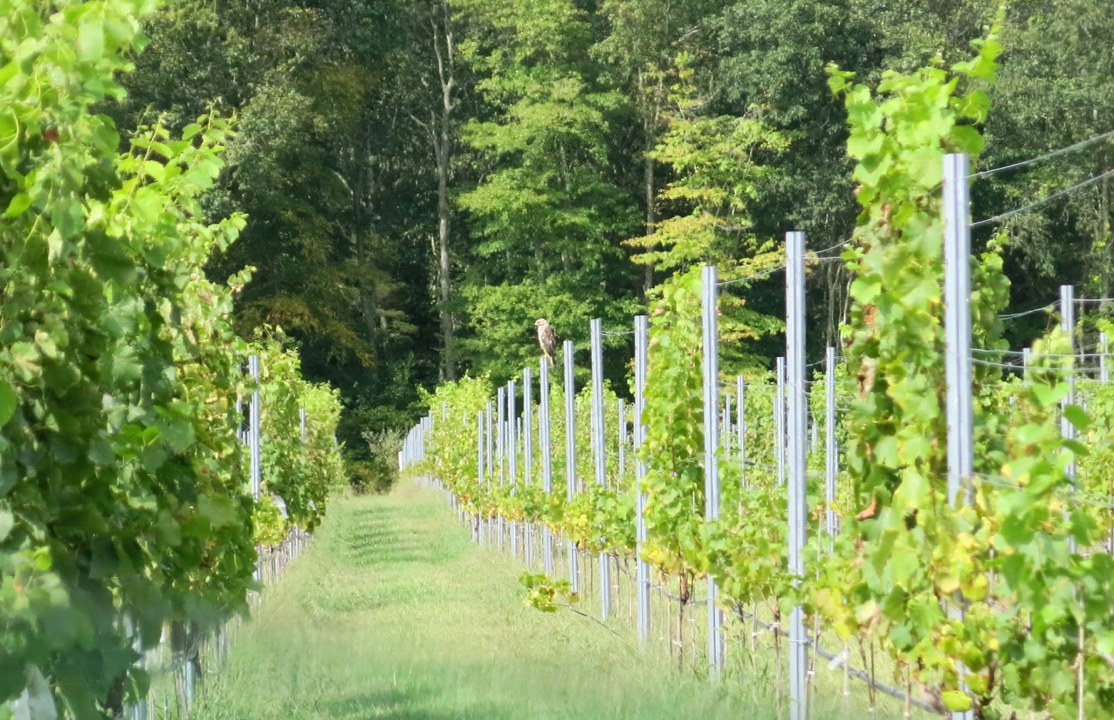 EnoViti New Tab Trellis System