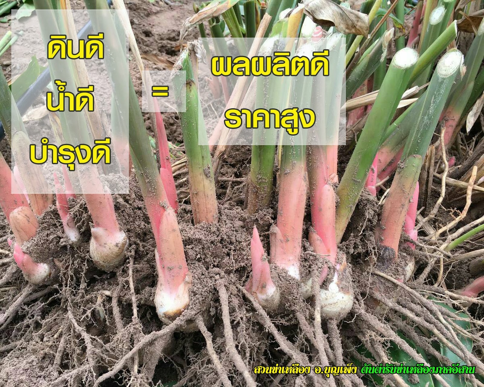 ขายต้นพันธุ์ข่าเหลืองและรับซื้อข่าเหลืองอ่อน-แก่จำนวนมาก: สวนข่าเหลือง ...