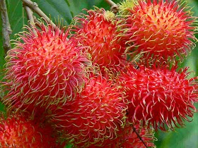 Buah Rambutan Flora Identitas Provinsi Kalimantan Tengah