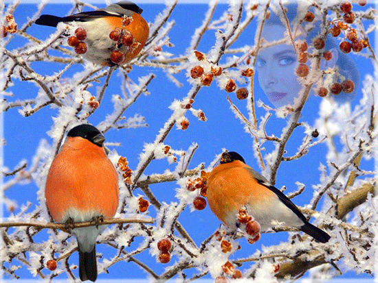 Первый снег. Зимний закат. Снегирь птица. Птица на ветке зимой. Зимним утром прилетают на березу.