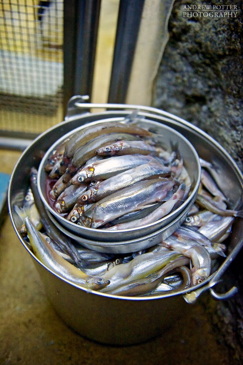 Andrew Potter Photo Blog Penguin Feeding at The Detroit Zoo