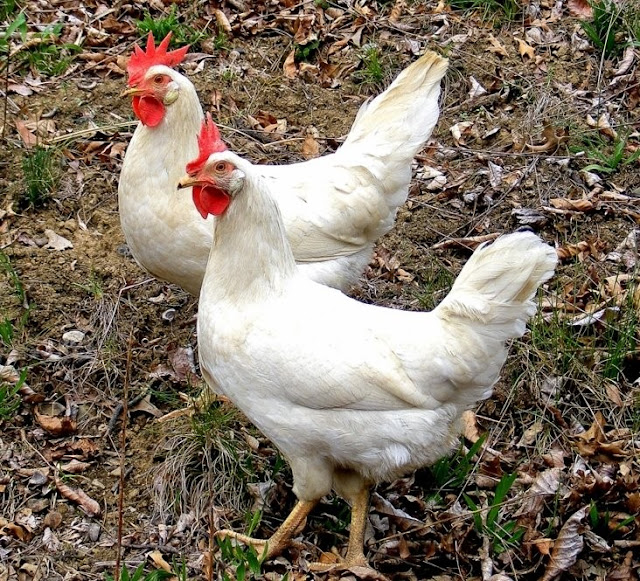 AYAM LEGHORN Petelur Unggul