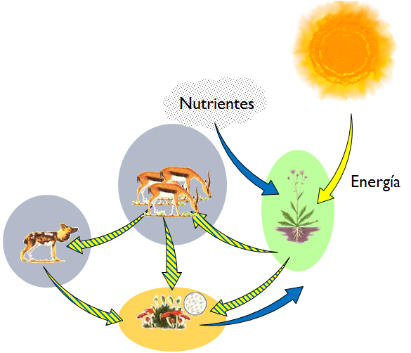 La Energ a Solar Y Su Influencia En Los Seres Vivos El Cofre De Wilal La Energ a Solar Y Su Influencia En Los Seres Vivos El Cofre De Wilal