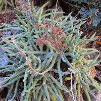 Dudleya densiflora on Fish Canyon Trail, Angeles National Forest