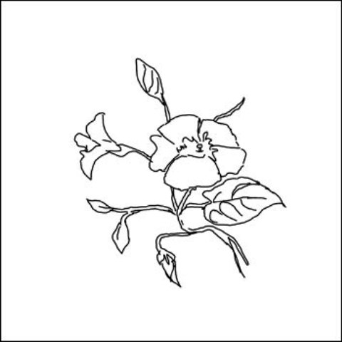 Pictures Of Flowers You Can Print Pictures Of Flowers You Can Print