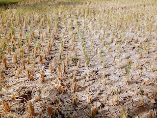 Dry Rice Field Can Not Be Planted Lack Of Water At Banjar Kuwum, Ringdikit Village, North Bali, Indonesia