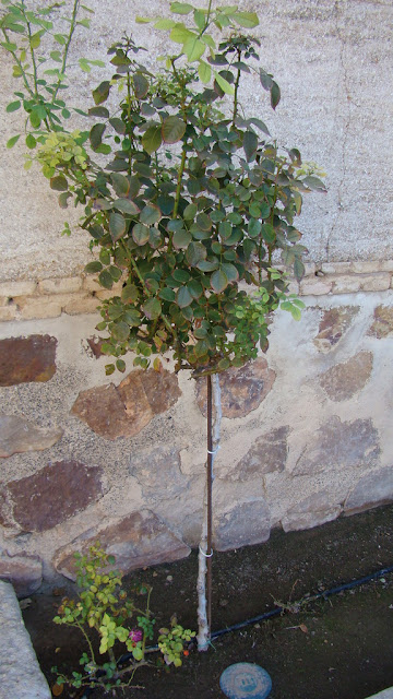 Combinación de rosales de pie alto y arbustivos.