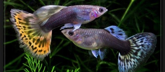 Jenis dan Harga Ikan Guppy dari Tahun Ketahun